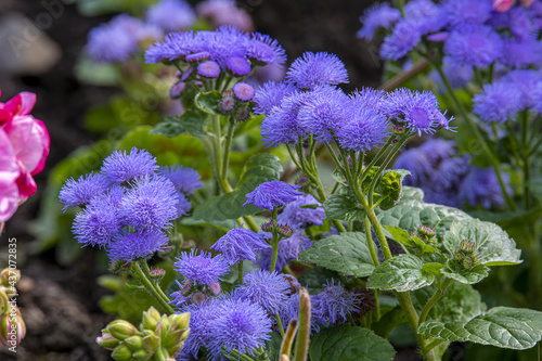 Frühlingsblumen photo