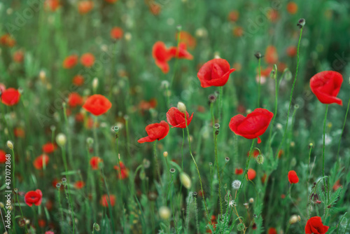 Wild red poppies in a field © masyastadnikova