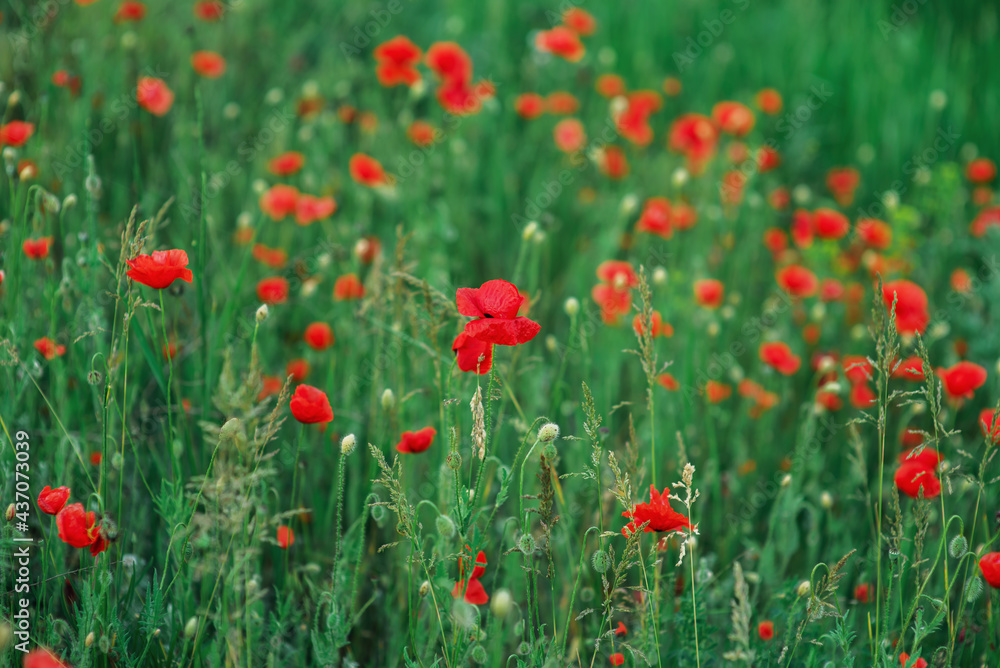 Wild red poppies in a field