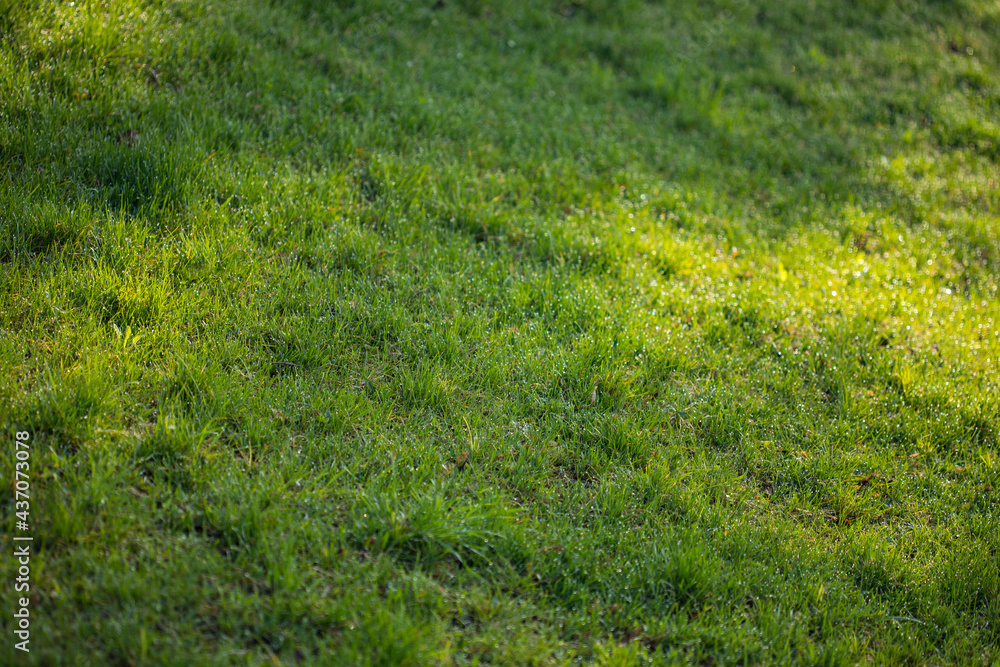 Green meadow or lawn useful as a grass background