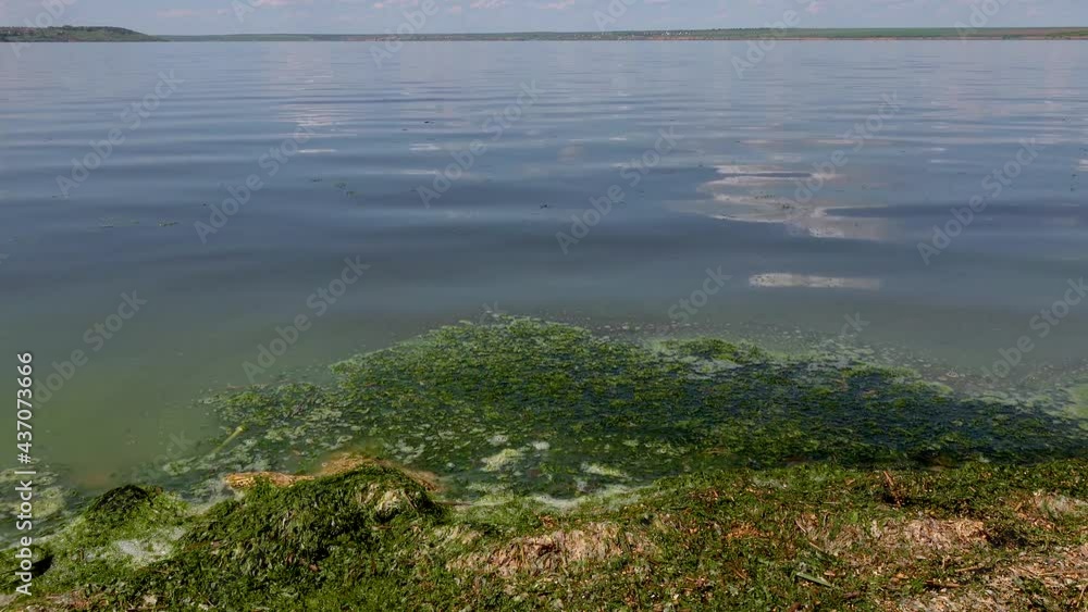 Harmful algal bloom (Microcystis aeruginosa) and Enteromorpha in the Khadzhibeyskyi Liman, Ukraine. Harmful algal bloom (Microcystis aeruginosa) and Enteromorpha in the Khadzhibeyskyi Liman, Ukraine.