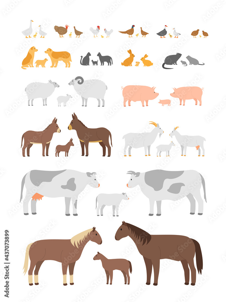 Obraz premium Set of farm animals and birds. Chickens, geese, turkeys, dogs, cats, goats, sheep, pigs, donkeys, cows, horses. Family mom dad and cubs