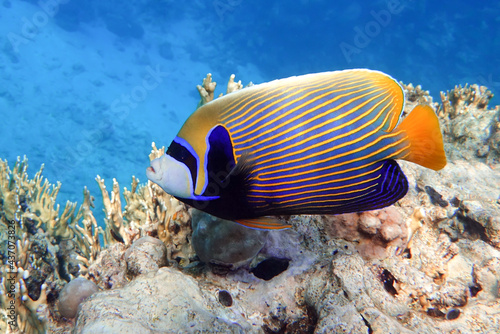 Emperor Angelfish  Pomacanthus imperator  Red Sea