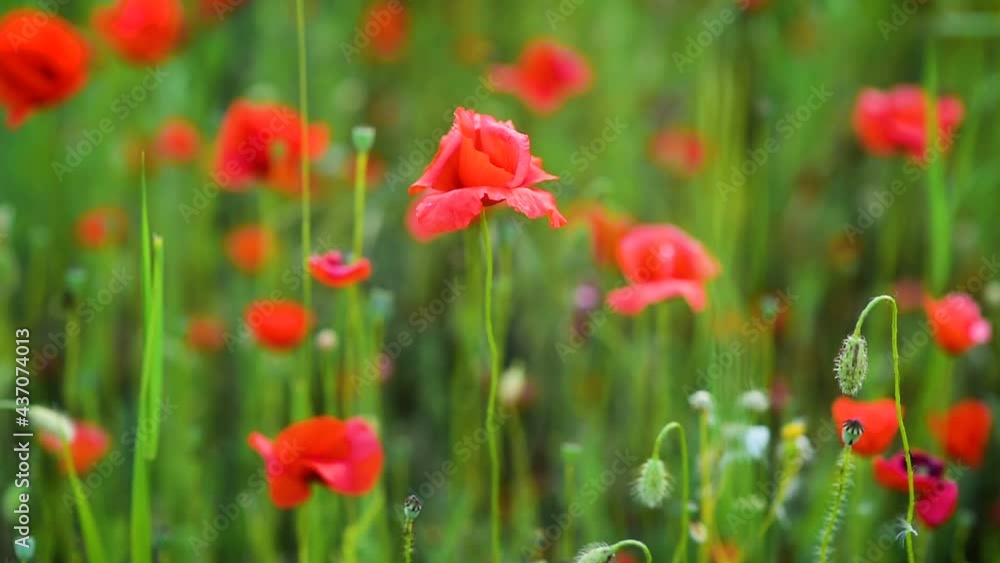 Light summer wind blows bright red wild poppies in the field. Slow-motion video Light summer wind blows bright red wild poppies in the field. Slow-motion video