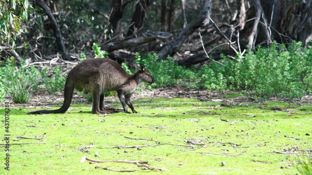 Kangaroo jumping in the australian meadows Kangaroo jumping in the australian meadows