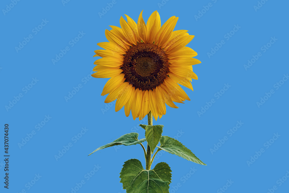 Tournesol avec pétales jaunes feuille verte sur fond bleu ciel Tournesol avec pétales jaunes feuille verte sur fond bleu ciel