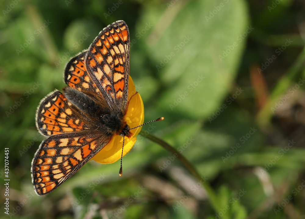 A stunning rare Marsh Fritillary Butterfly, Euphydryas aurinia, nectaring on a Buttercup wildflower. A stunning rare Marsh Fritillary Butterfly, Euphydryas aurinia, nectaring on a Buttercup wildflower.