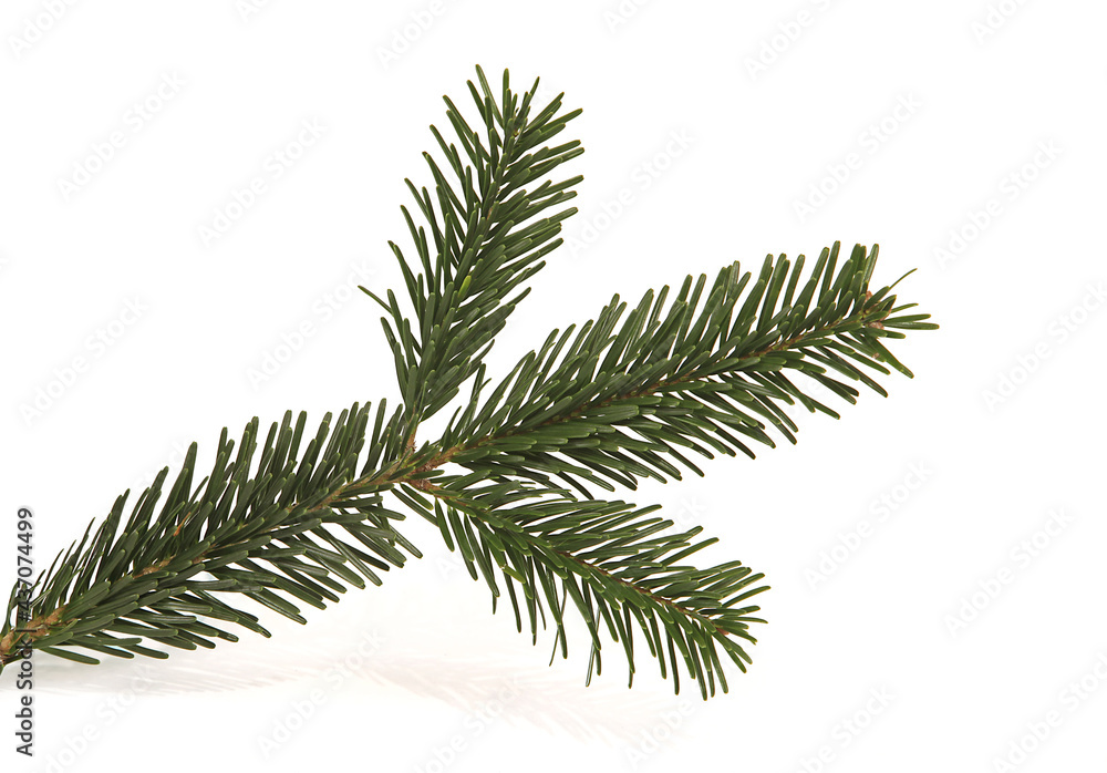 Branche de sapin de Noël Nordmann Branche de sapin de Noël Nordmann