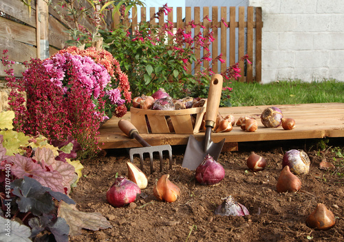 Plantation de bulbes de tulipes et de jacinthes en automne photo