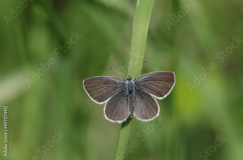 A rare Small Blue Butterfly, Cupido minimus, perching on a blade of grass.