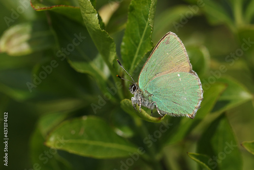 A beautiful Green Hairstreak Butterfly, Callophrys rubi, perched on a leaf.