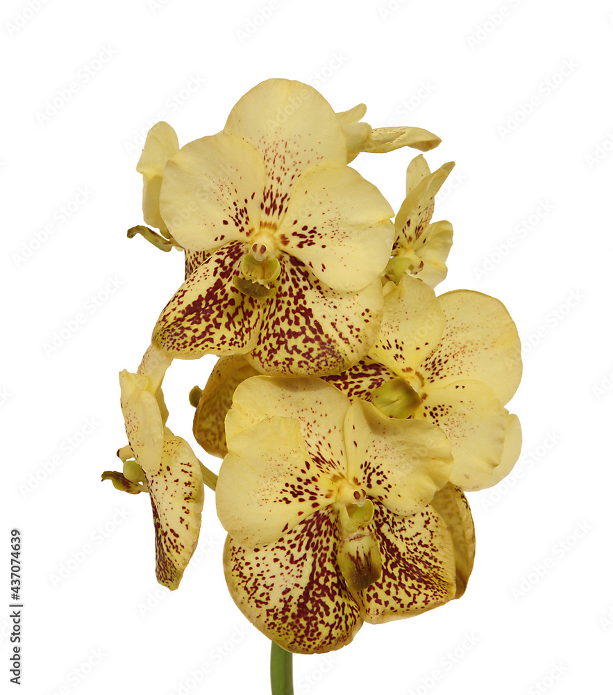 Orchidée Vanda jaune Stock Photo | Adobe Stock
