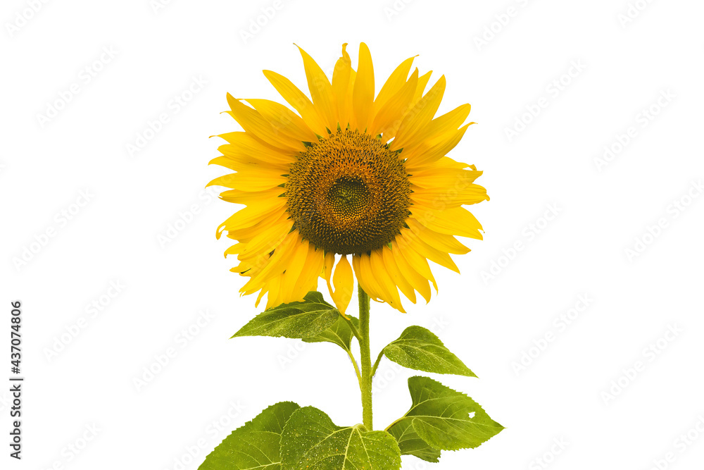 Obraz premium Tournesol avec pétales jaunes feuille verte cœur sombre sur fond blanc