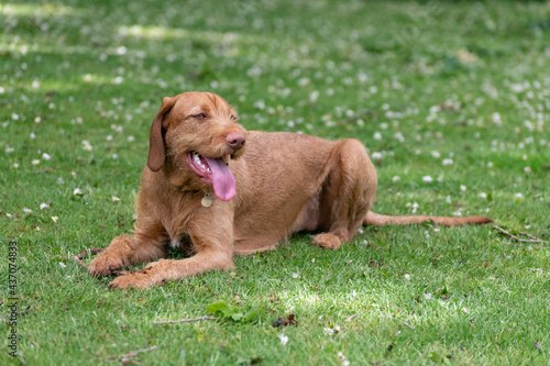 wire haired Vizsla puppy in the grass