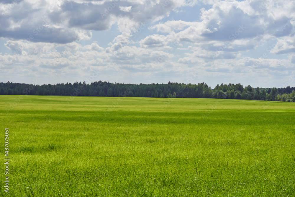 Obraz premium greenfield with dark forest on the background