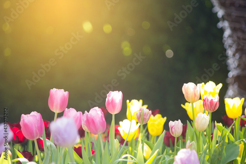 Fototapeta Naklejka Na Ścianę i Meble -  tulips in the garden