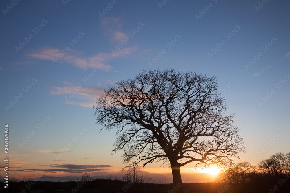 Silhouette of a single leafless oak tree as tree burial concept Silhouette of a single leafless oak tree as tree burial concept