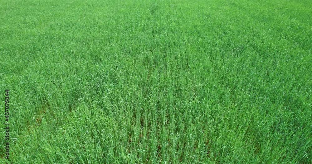 Aerial view of natural green wheat field. A field of green wheat. Beautiful view of the green agricultural field. Aerial view of natural green wheat field. A field of green wheat. Beautiful view of the green agricultural field.