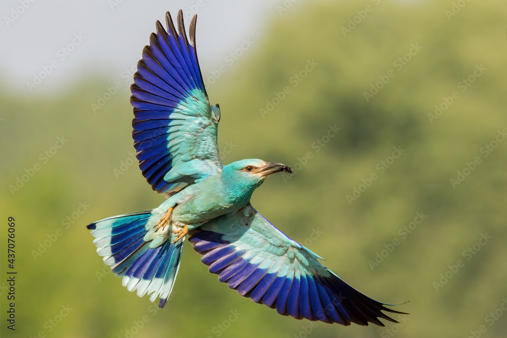 The european roller, coracias garrulus, flying with open wings and green blurred background. A rare large blue bird hovering in the air with prey in a beak.
