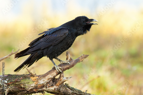 Common raven, corvus corax, calling on wood in springtime nature. Dark bird with open beak on tree in spring. Feathered animal sitting on branch in dry environment.