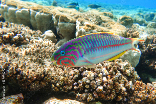 Coral fish - Wrasse -Thalassoma Klunzingeri,  Red Sea © mirecca