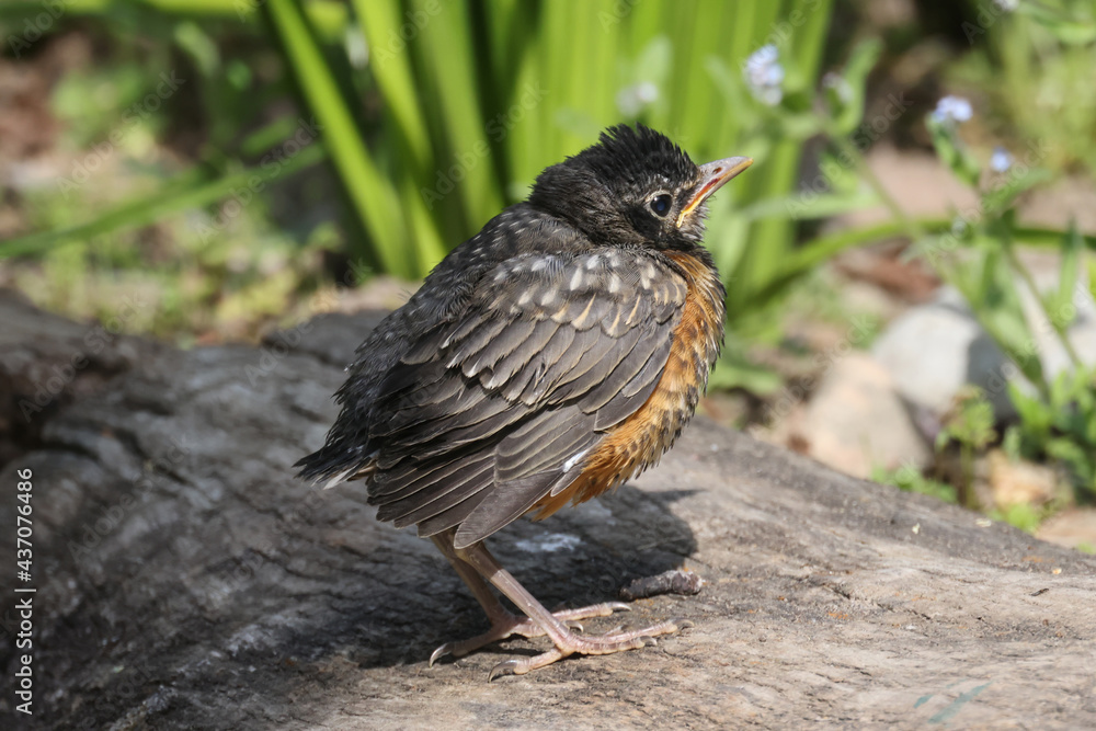 Baby Robin, not yet fledged, waiting for mother to bring food. Cheeping and calling for Mom in hunger
Baby Robin, not yet fledged, waiting for mother to bring food. Cheeping and calling for Mom in hunger