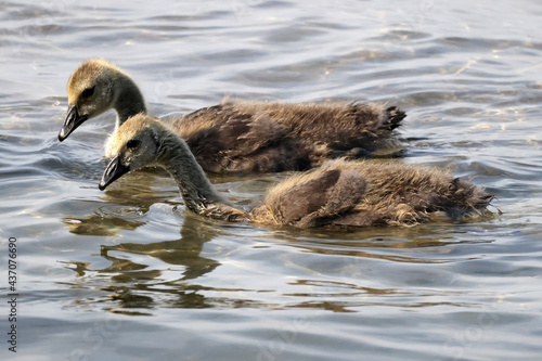 Baby half grown Canada Geese goslings playing in lakefront water on a birght sunny day. Riding waves, preening and eating water plants