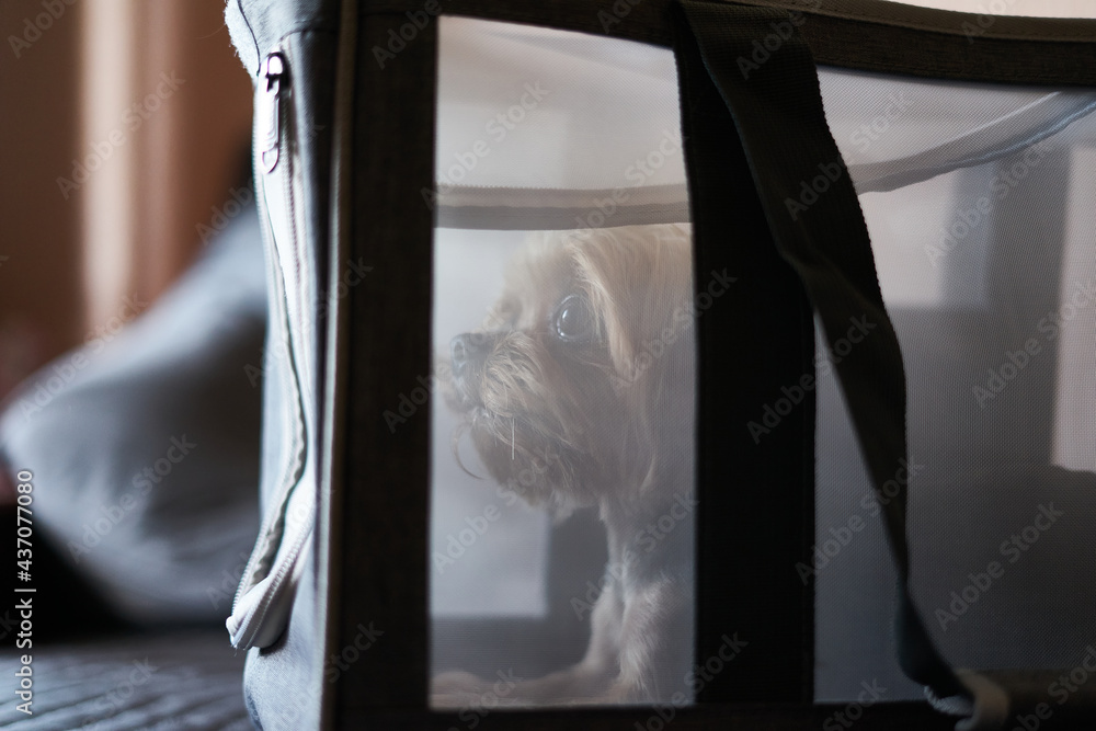 Yorkshire Terrier dog sitting in a travel carrier, travel dog Yorkshire Terrier dog sitting in a travel carrier, travel dog
