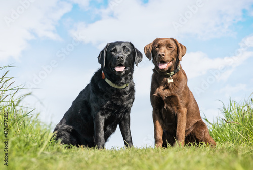 portrait of labrador retrieves