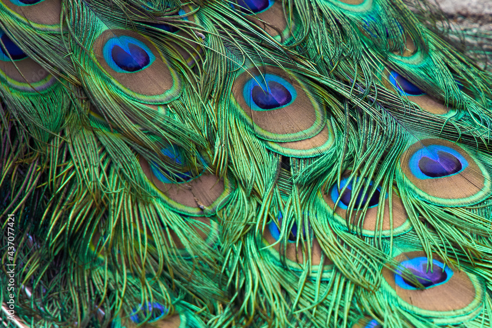 Fototapeta premium peacock feathers laying from the tail