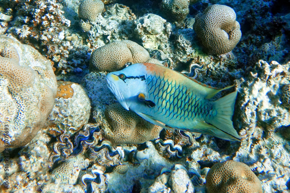 Slingjaw wrasse (epibulus insidiator) in the Red Sea Slingjaw wrasse (epibulus insidiator) in the Red Sea