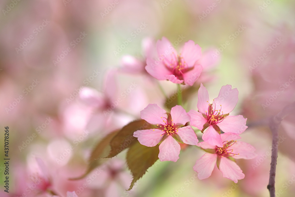 Prunus sargentii, commonly known as Sargent's cherry or North Japanese hill cherry Prunus sargentii, commonly known as Sargent's cherry or North Japanese hill cherry