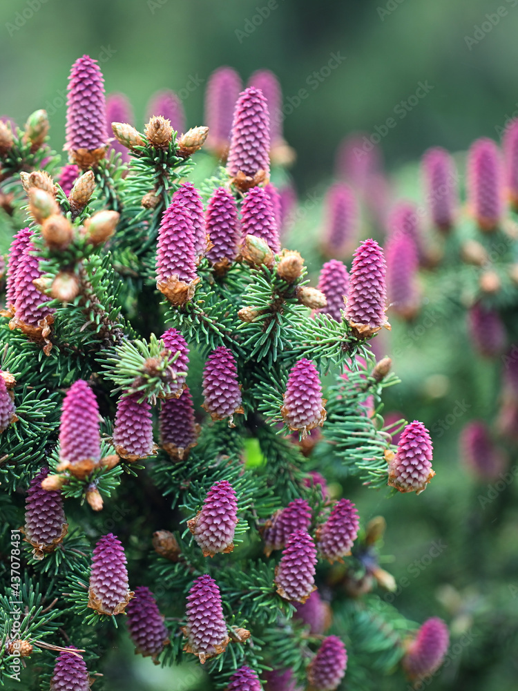 Picea Abies The Norway Spruce Or European Spruce Erect Red Female Inflorescences Commonly Called Cones Stock Photo Adobe Stock Picea Abies The Norway Spruce Or European Spruce Erect Red Female Inflorescences Commonly Called Cones Stock Photo Adobe Stock