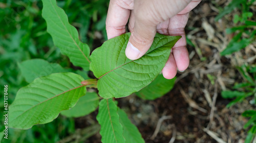 Hand hold leaves,  Mitragyna speciosa leaf (kratom), plant in thailand, Kratom is Thai herbal which encourage health. Close up photo