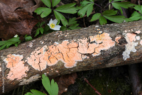 Peniophora incarnata, known as the the rosy crust, wild fungus from Finland photo