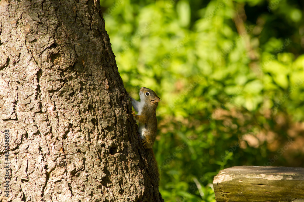 Fototapeta premium Red Squirrel climbing a spruce tree in woodland forest