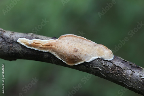 Dichomitus campestris, also called Polyporus campestris, commonly known as Hazel porecrust, wild polypore fungus from Finland