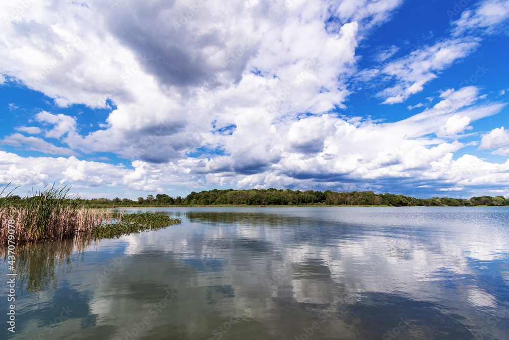 Looking out over a rural Wisconsin lake, Ashippun Lake in Waukesha county.  Cumulus clouds are reflected in the calm waters.  Shoreline is covered by cattails and lilly pads.