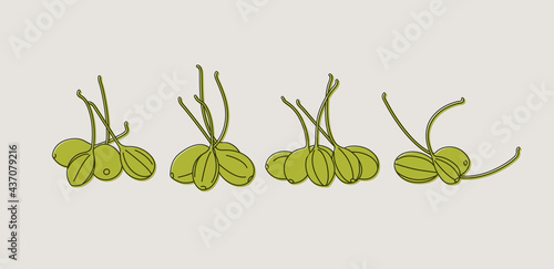 Vector illustration pickled capers - vintage linear style.