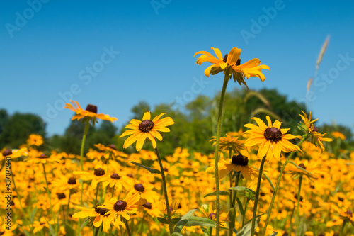 Black eyed susan perennial flowers in full bloom in a summer meadow  © MediaMarketing