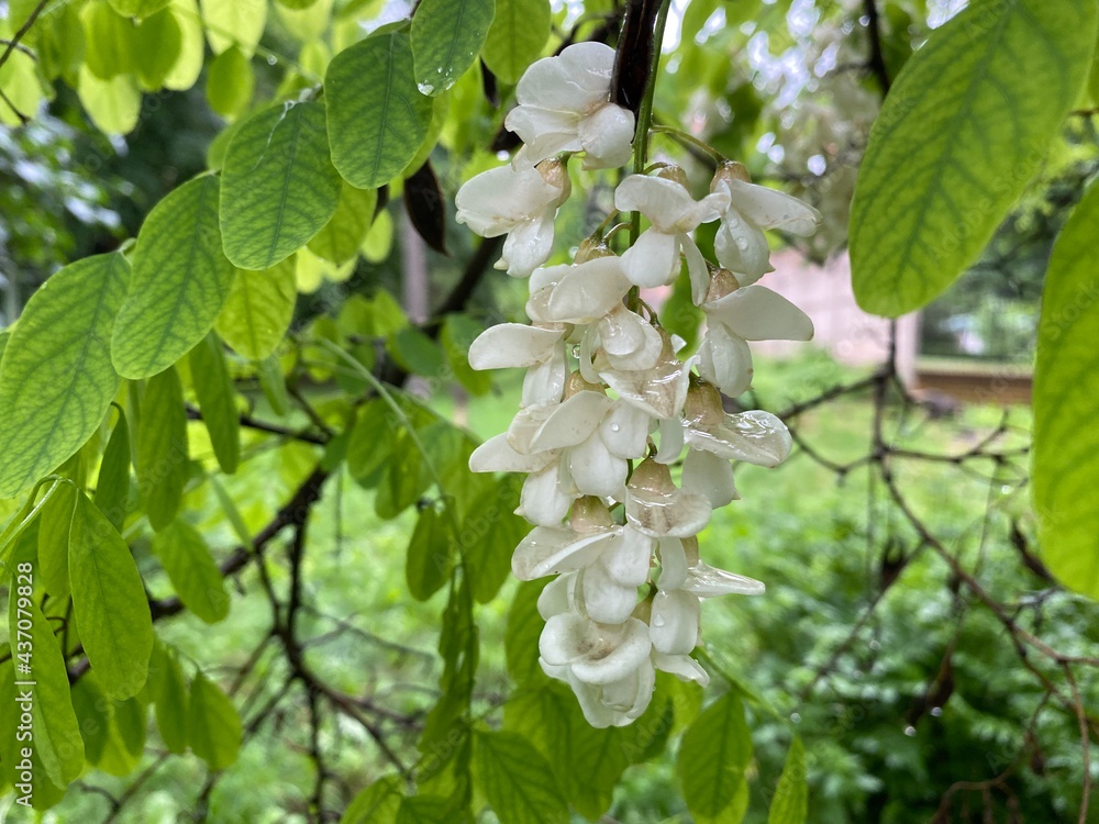 Obraz premium blooming tree