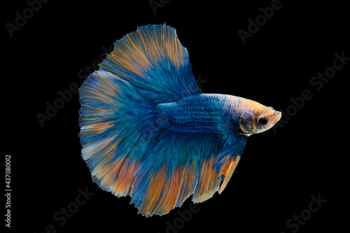 Colorful Betta, pla-kad (biting fish) Thai; Halfmoon blue and orange betta isolated on black background with clipping path