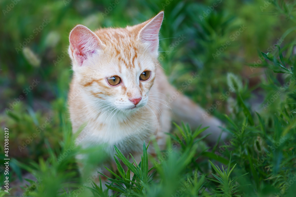 Tabby ginger kitten with a long mustache on sunny day. Ginger cat kid animal on the grass.