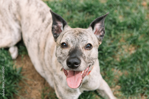 Portrait of a funny short-haired dog. She is on a walk in nature, lying on the grass and looking at the camera.