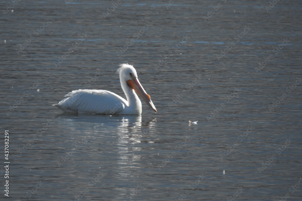 American white pelican swimming in the waters of Lake Isabella, in the southern Sierra Nevada Mountains, Kern County, California. American white pelican swimming in the waters of Lake Isabella, in the southern Sierra Nevada Mountains, Kern County, California.
