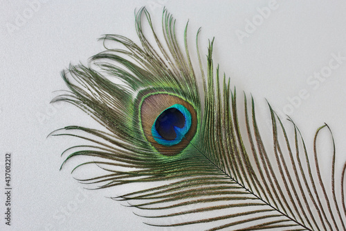 peacock feather eye, on white background, close-up