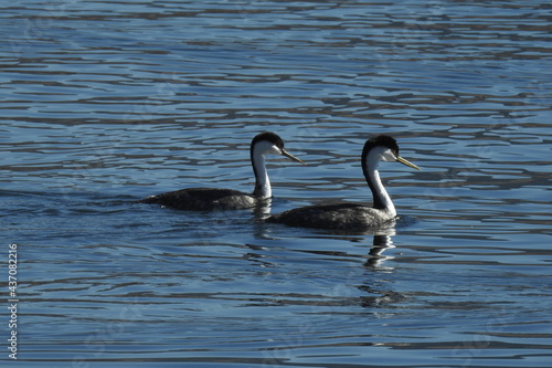 A pair of western grebes swimming in the waters of Lake Isabella  in the Southern Sierra Nevada Mountains  Kern County  California.