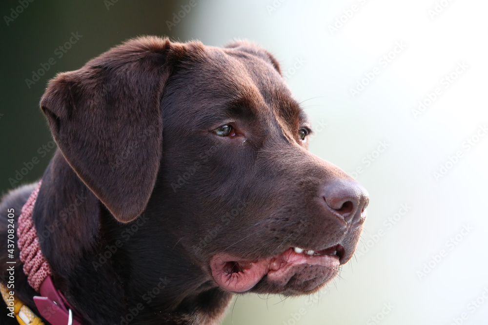 Süßer brauner Labrador