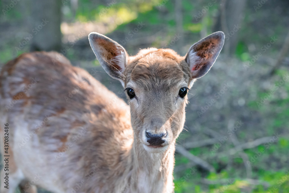 little spotted deer in the forest close up little spotted deer in the forest close up
