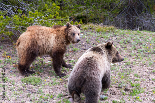 Adolescent grizzly bears.